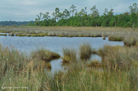 黑针茅盐沼 – CEGL 004186 黑针茅盐沼 – CEGL 004186