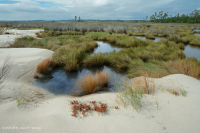 高盐沼泽 – CEGL 004197 高盐沼泽 – CEGL 004197