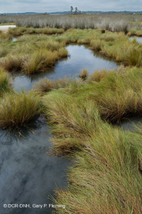 高盐沼泽 – CEGL 004197 高盐沼泽 – CEGL 004197