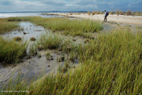 低盐沼泽(盐沼盐草类型) – CEGL 004192 低盐沼泽(盐沼盐草类型) – CEGL 004192