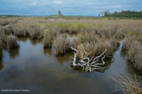 盐沼综合体 盐沼综合体