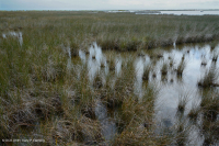 黑针茅盐沼 – CEGL 004186 黑针茅盐沼 – CEGL 004186