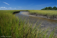 低盐沼泽(盐沼盐草类型) – CEGL 004192 低盐沼泽(盐沼盐草类型) – CEGL 004192
