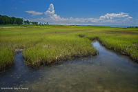 低盐沼泽(盐沼盐草类型) – CEGL 004192 低盐沼泽(盐沼盐草类型) – CEGL 004192