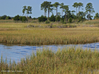 低盐沼泽(盐沼盐草类型) – CEGL 004192 低盐沼泽(盐沼盐草类型) – CEGL 004192
