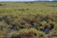 高盐沼泽 – CEGL 004197 高盐沼泽 – CEGL 004197