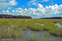 河岸盐沼(盐沼盐草 - 盐沼芦苇类型)– CEGL 006416 河岸盐沼(盐沼盐草 - 盐沼芦苇类型)– CEGL 006416