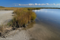 低盐沼泽(盐沼盐草类型) – CEGL 004192 低盐沼泽(盐沼盐草类型) – CEGL 004192