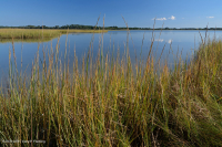 低盐沼泽(盐沼盐草类型) – CEGL 004192 低盐沼泽(盐沼盐草类型) – CEGL 004192