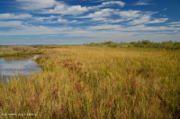 低盐沼泽(盐滩类型) – CEGL 006586 低盐沼泽(盐滩类型) – CEGL 006586