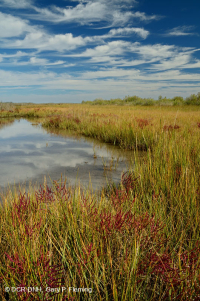 低盐沼泽(盐滩类型) – CEGL 006586 低盐沼泽(盐滩类型) – CEGL 006586