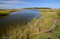 低盐沼泽(盐沼盐草类型) – CEGL 004192 低盐沼泽(盐沼盐草类型) – CEGL 004192