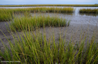 低盐沼泽(盐沼盐草类型) – CEGL 004192 低盐沼泽(盐沼盐草类型) – CEGL 004192