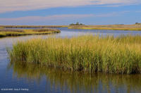 低盐沼泽(盐沼盐草类型) – CEGL 004192 低盐沼泽(盐沼盐草类型) – CEGL 004192