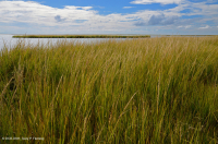 低盐沼泽(盐沼盐草类型) – CEGL 004192 低盐沼泽(盐沼盐草类型) – CEGL 004192