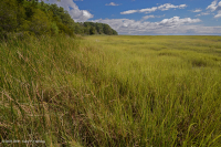 低盐沼泽(盐滩类型) - CEGL 006586 低盐沼泽(盐滩类型) - CEGL 006586