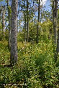 淡水潮汐硬木沼泽 – CEGL 006287 淡水潮汐硬木沼泽 – CEGL 006287