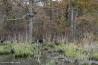 淡水潮汐硬木沼泽 – CEGL 006287 淡水潮汐硬木沼泽 – CEGL 006287