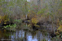 淡水潮汐硬木沼泽 – CEGL 006287 淡水潮汐硬木沼泽 – CEGL 006287