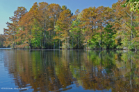 风潮沼泽黄杨 - 落羽杉沼泽 – CEGL 004651 风潮沼泽黄杨 - 落羽杉沼泽 – CEGL 004651