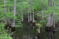 风潮沼泽黄杨 - 落羽杉沼泽 – CEGL 004651 风潮沼泽黄杨 - 落羽杉沼泽 – CEGL 004651