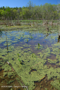睡莲洪泛区水池/池塘 – CEGL 002386 睡莲洪泛区水池/池塘 – CEGL 002386