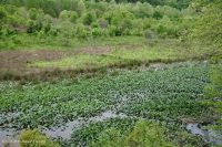 睡莲洪泛区水池/池塘 – CEGL 002386 睡莲洪泛区水池/池塘 – CEGL 002386