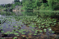 睡莲洪泛区水池/池塘 – CEGL 002386 睡莲洪泛区水池/池塘 – CEGL 002386