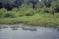 沿海平原/山麓牛轭湖沼泽 – CEGL 007696 沿海平原/山麓牛轭湖沼泽 – CEGL 007696
