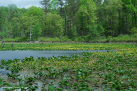 半永久性蓄水池(未分类) 半永久性蓄水池(未分类)