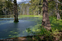 落羽杉半永久性蓄水池 – CEGL 002420 落羽杉半永久性蓄水池 – CEGL 002420