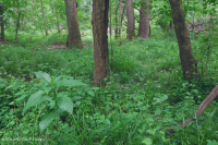 北皮埃蒙特小溪洪泛平原森林 – CEGL 006492 北皮埃蒙特小溪洪泛平原森林 – CEGL 006492