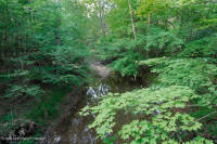 中央阿巴拉契亚山地冲积森林(鹅掌楸 - 白松类型) – CEGL 008405 中央阿巴拉契亚山地冲积森林(鹅掌楸 - 白松类型) – CEGL 008405