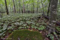 中央阿巴拉契亚山地冲积森林(鹅掌楸 - 白松类型) – CEGL 008405 中央阿巴拉契亚山地冲积森林(鹅掌楸 - 白松类型) – CEGL 008405