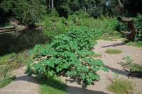 沿海平原沙洲/河岸 – CEGL 004341 沿海平原沙洲/河岸 – CEGL 004341