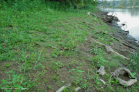 皮埃蒙特 / 中央阿巴拉契亚沙洲 / 河岸(低草本类型) – CEGL 006483 皮埃蒙特 / 中央阿巴拉契亚沙洲 / 河岸(低草本类型) – CEGL 006483