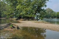 皮埃蒙特 / 中央阿巴拉契亚沙洲 / 河岸(低草本类型) – CEGL 006483 皮埃蒙特 / 中央阿巴拉契亚沙洲 / 河岸(低草本类型) – CEGL 006483