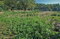 皮埃蒙特 / 中央阿巴拉契亚沙洲 / 河岸(低草本类型) – CEGL 006483 皮埃蒙特 / 中央阿巴拉契亚沙洲 / 河岸(低草本类型) – CEGL 006483