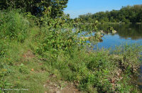 皮埃蒙特 / 中央阿巴拉契亚沙洲 / 河岸(高大草本类型) – CEGL 006481 皮埃蒙特 / 中央阿巴拉契亚沙洲 / 河岸(高大草本类型) – CEGL 006481