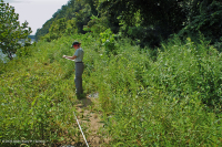 皮埃蒙特 / 中央阿巴拉契亚沙洲 / 河岸(高大草本类型) – CEGL 006481 皮埃蒙特 / 中央阿巴拉契亚沙洲 / 河岸(高大草本类型) – CEGL 006481