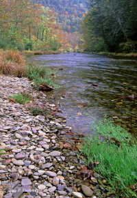 扭曲莎草岩吧和海岸 – CEGL 004103 扭曲莎草岩吧和海岸 – CEGL 004103