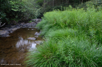 扭曲莎草岩吧和海岸 – CEGL 004103 扭曲莎草岩吧和海岸 – CEGL 004103