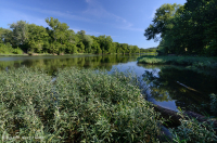 水柳岩吧和海岸 – CEGL 004286 水柳岩吧和海岸 – CEGL 004286