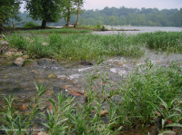 水柳岩吧和海岸 – CEGL 004286 水柳岩吧和海岸 – CEGL 004286