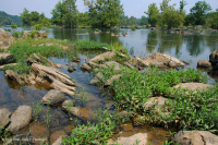 水柳岩吧和海岸 – CEGL 004286 水柳岩吧和海岸 – CEGL 004286