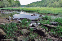 水柳岩吧和海岸 – CEGL 004286 水柳岩吧和海岸 – CEGL 004286