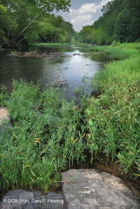 水柳岩吧和海岸 – CEGL 004286 水柳岩吧和海岸 – CEGL 004286