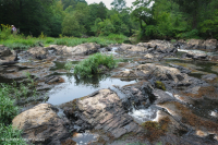 水柳岩吧和海岸 – CEGL 004286 水柳岩吧和海岸 – CEGL 004286