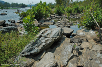 皮埃蒙特 / 中央阿巴拉契亚梧桐 - 河桦林地 - CEGL 003896 皮埃蒙特 / 中央阿巴拉契亚梧桐 - 河桦林地 - CEGL 003896