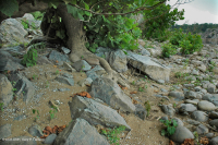 皮埃蒙特 / 中央阿巴拉契亚梧桐 - 河桦林地 - CEGL 003896 皮埃蒙特 / 中央阿巴拉契亚梧桐 - 河桦林地 - CEGL 003896